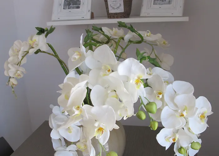 Guest House Suite 3* אולביה