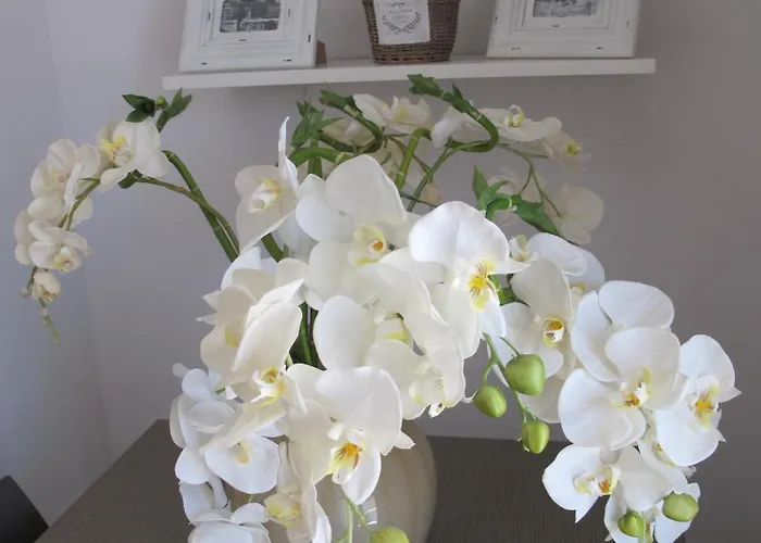 Guest House Suite 3* אולביה